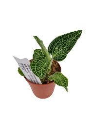 Storczyk Anoectochilus siamensis x macodes petola Hybride