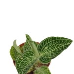 Anoectochilus siamensis - M