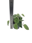 Scindapsus pictus argyraeus - L