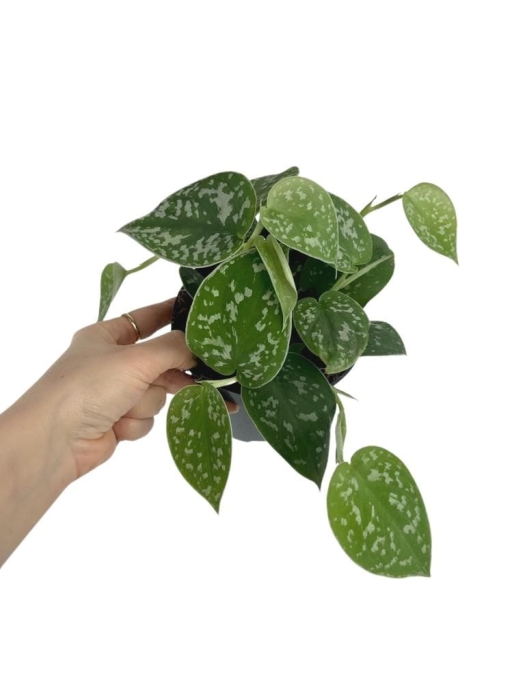 Scindapsus pictus argyraeus - L