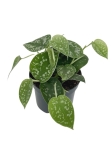Scindapsus pictus argyraeus - L