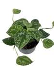 Scindapsus pictus argyraeus - L