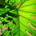 Thaumatophyllum bipinnatifidum - wielotetnia roślina