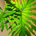 Thaumatophyllum bipinnatifidum - wielotetnia roślina