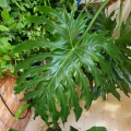 Thaumatophyllum bipinnatifidum - wielotetnia roślina
