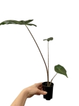 Alocasia sarian - rozmiar S