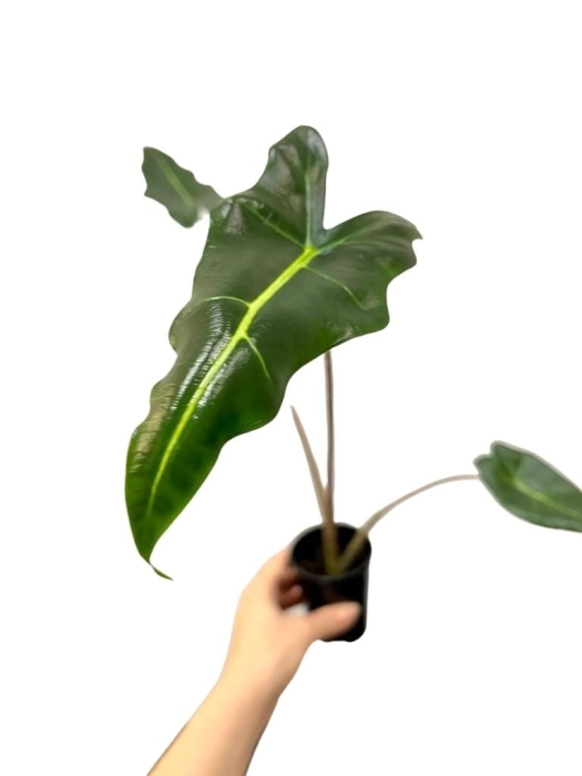 Alocasia sarian - rozmiar S