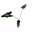 Alocasia sarian - rozmiar S