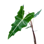 Alocasia sarian - rozmiar - zdjęcie poglądowe gatunku