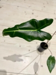 Alocasia sarian - rozmiar S