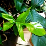 Philodendron Florida