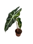 Alocasia amazonica variegata - Z8