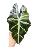Alocasia amazonica variegata - Z8