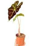 Alocasia amazonica variegata - Z8