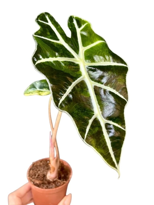 Alocasia amazonica variegata - Z8