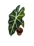Alocasia amazonica variegata - Z8