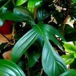 Philodendron Florida 