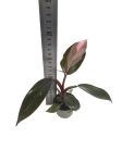 Philodendron Pink Princess - S