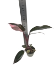 Philodendron Pink Princess - S
