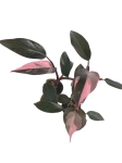Philodendron Pink Princess - S