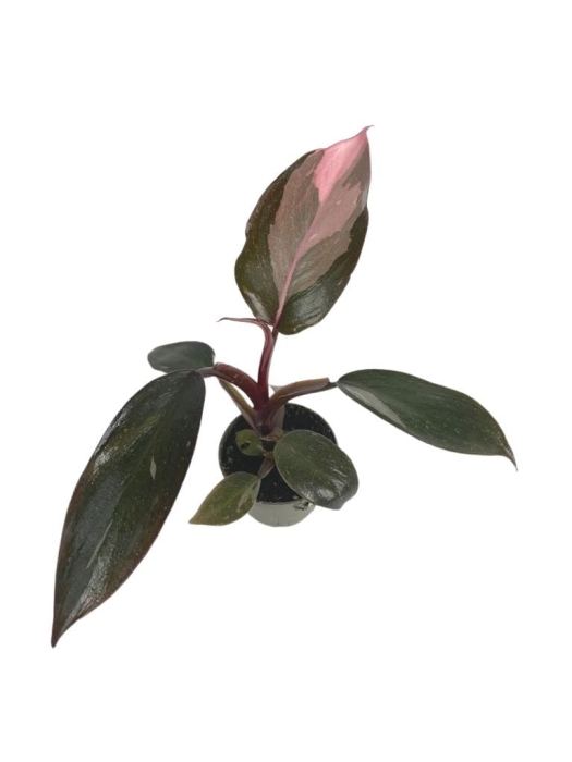 Philodendron Pink Princess - S