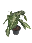 Phyllotaenium (Xanthosoma) Lindenii - XXL - 2 gatunek