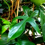 Philodendron Florida 