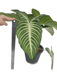 Phyllotaenium (Xanthosoma) Lindenii - XXL - 2 gatunek