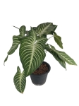 Phyllotaenium (Xanthosoma) Lindenii - XXL - 2 gatunek