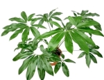 Philodendron goeldii (green wonder) - dorosła roślina