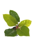 Philodendron Moonlight - XL