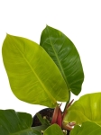 Philodendron Moonlight - XL