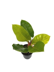 Philodendron Moonlight - XL