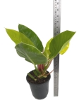 Philodendron Moonlight - XL