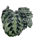 Calathea Helen Kennedy - XL