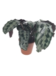 Calathea Helen Kennedy - XL