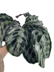 Calathea Helen Kennedy - XL
