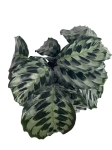 Calathea Helen Kennedy - XL