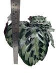 Calathea Helen Kennedy - XL