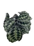 Calathea Helen Kennedy - XL