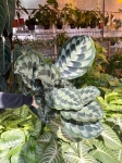 Calathea Helen Kennedy - XL