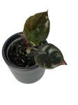 Alocasia Infernalis 'Black Magic' - S