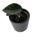 Alocasia Infernalis 'Black Magic' - S