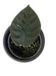 Alocasia Infernalis 'Black Magic' - S