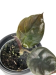 Alocasia Infernalis 'Black Magic' - S