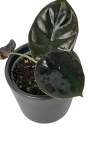 Alocasia Infernalis 'Black Magic' - S