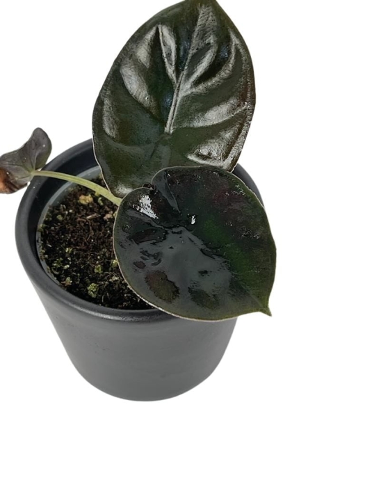 Alocasia Infernalis 'Black Magic' - S