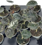 Alocasia Infernalis 'Black Magic' - S