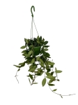 Hoya Burtoniae - L
