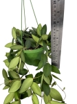 Hoya Burtoniae - L